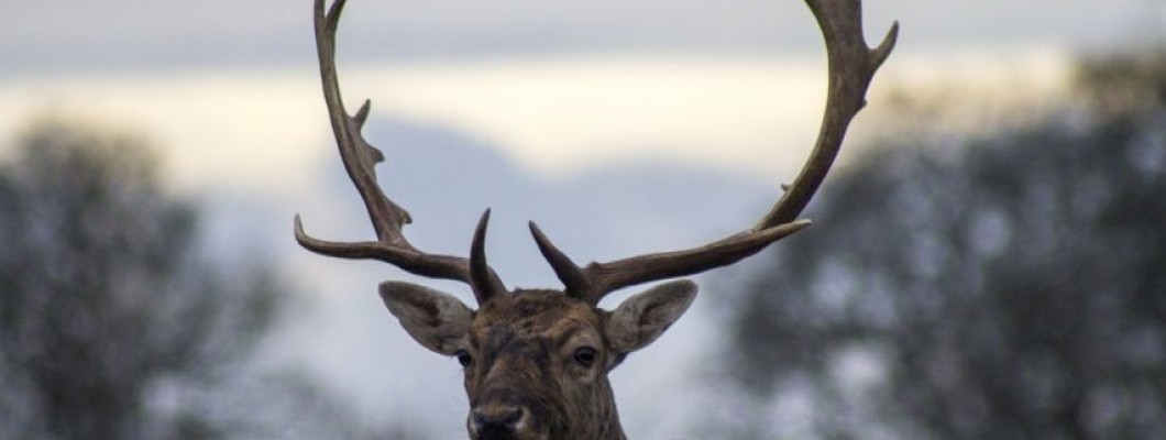 INTERESTING FACTS TO KNOW BEFORE GOING ON A DEER HUNT