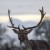 INTERESTING FACTS TO KNOW BEFORE GOING ON A DEER HUNT