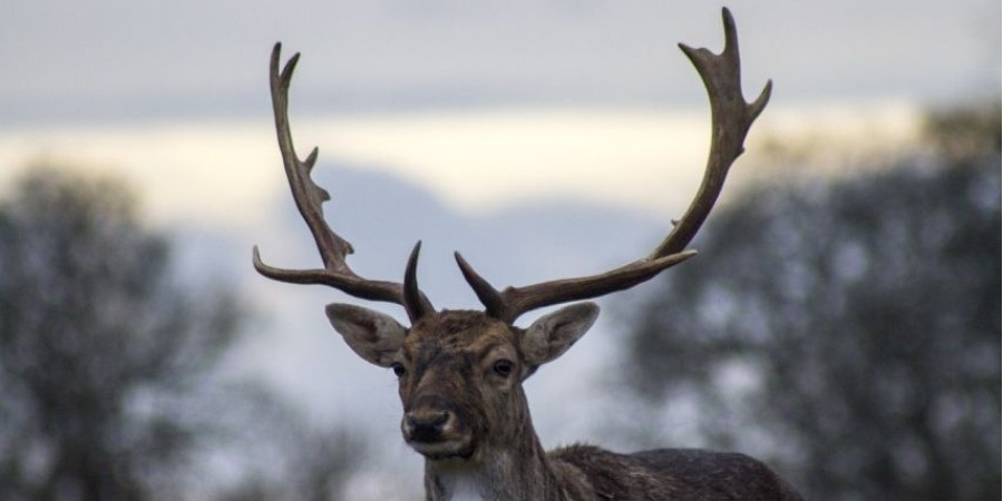 INTERESTING FACTS TO KNOW BEFORE GOING ON A DEER HUNT