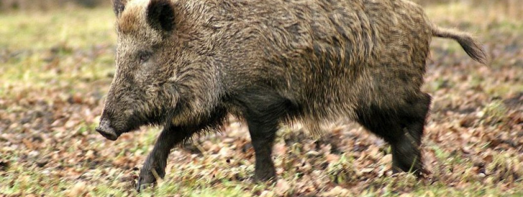 SENSES OF THE WILD BOAR