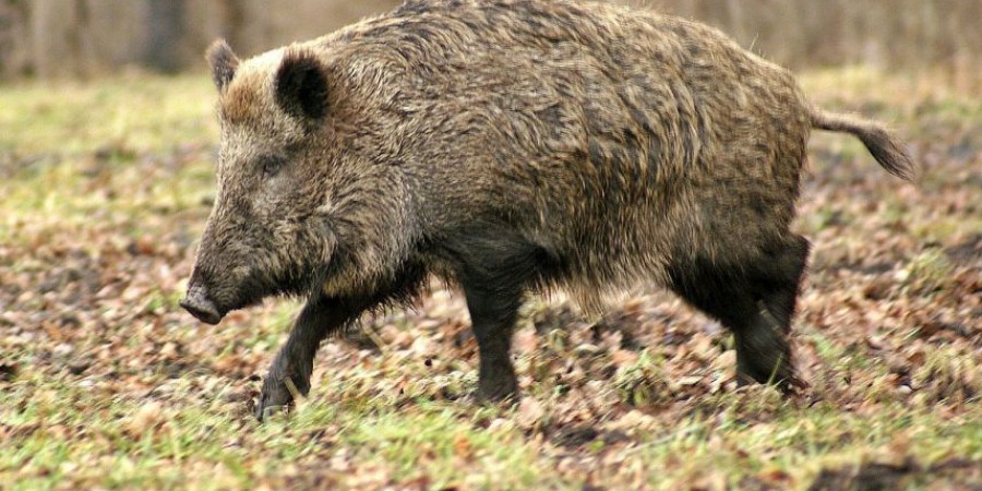 SENSES OF THE WILD BOAR